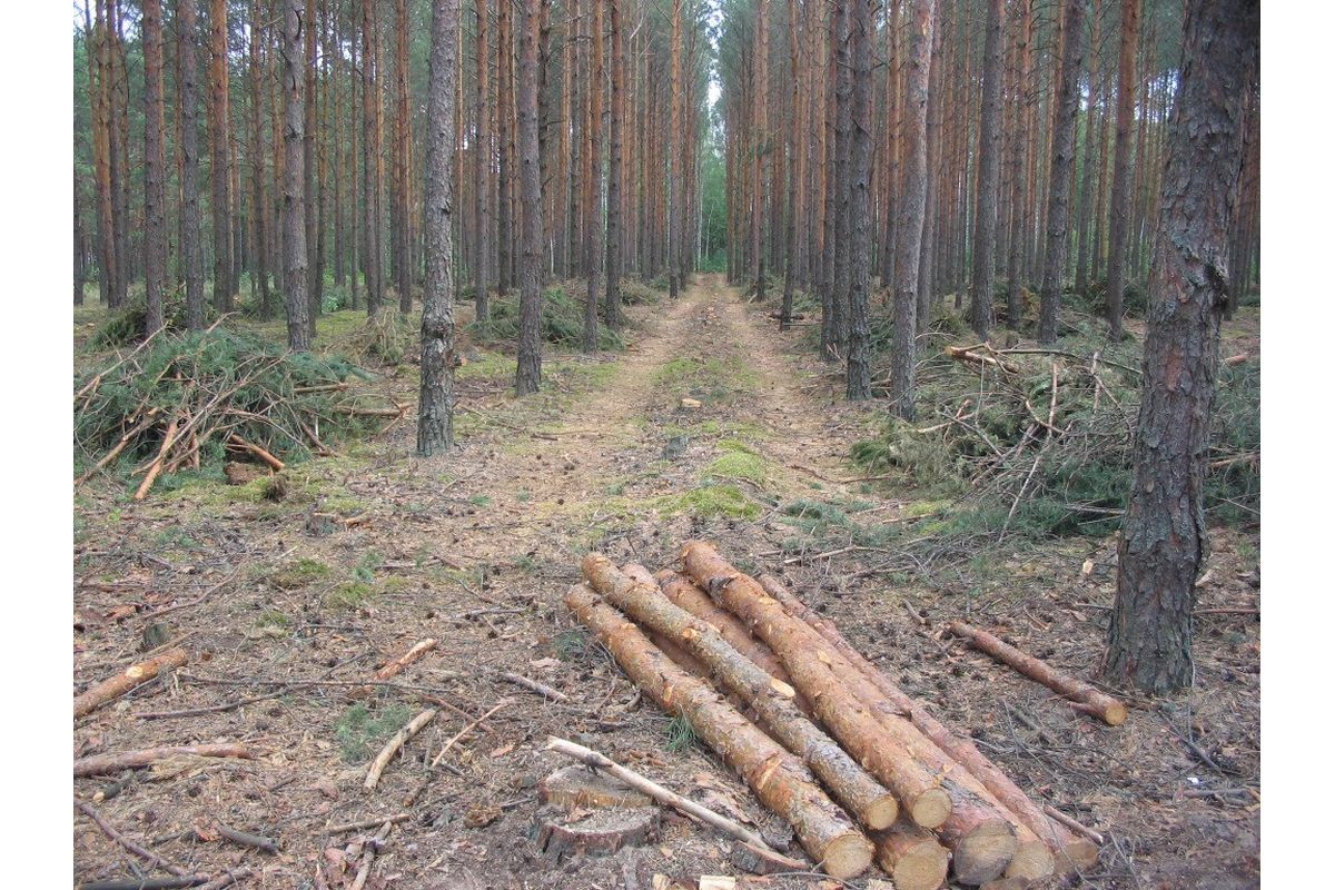 Участок лесосеки. Проходные рубки. Прореживание леса. Проходные рубки в сосняках. Рубки осветления и прочистки.