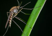 Стран без комаров не осталось: этих насекомых обнаружили в Исландии