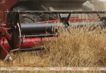 Рекордный урожай сахарной свеклы и зерна без учета рапса собрали в Брестской области