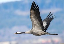 Какие виды птиц уже вернулись с зимовки?