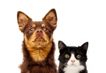 Как быстро и правильно зарегистрировать питомца