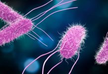 Сальмонеллез – что это и как защититься