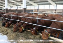 Белорусские ученые работают над созданием отечественной красной породы коров