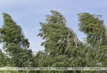 Почему в Беларуси образуются пылевые бури и как защитить поля от ветровой эрозии
