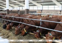 Белорусские ученые работают над выведением новых пород высокопродуктивных животных