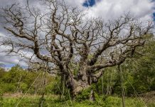 В Шервудском лесу погиб легендарный 1200-летний дуб Робин Гуда
