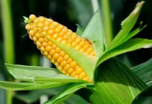 В Беларуси новый ГОСТ на кукурузу: что важно знать аграриям