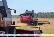 Белорусские аграрии намолотили первый миллион тонн зерна