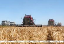 На Брестчине завершена уборка озимого ячменя