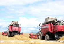 В Беларуси более 86% зерноуборочных комбайнов на полях — отечественные