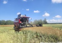 Уборку «черного золота» ведут аграрии Дрогичинщины