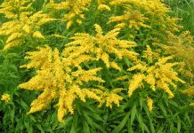 Чем опасен золотарник?