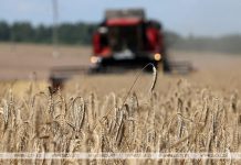 Брестчина завершила уборку зерновых и зернобобовых культур