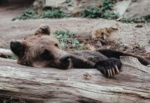 Жительница Аляски смогла отбиться от медведицы с помощью приемов джиу-джитсу