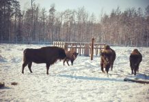 Почему зубры не уходят из Беловежской пущи зимой и как меняется их жизнь в холодный сезон