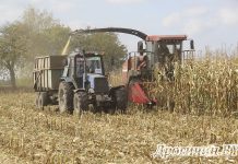 Племенной завод «Закозельский» приступил к заготовке зерностержневой смеси из кукурузы